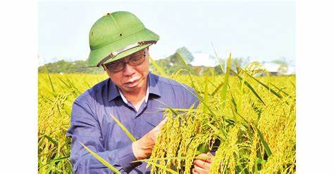 Giống lúa Việt